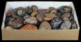 Bulk Box - Rough Carnelian Wholesale Lot - pounds #59600-3